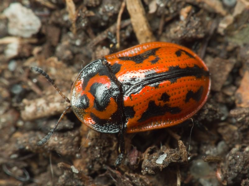 Pilemostoma fastuosa (Schaller, 1783)